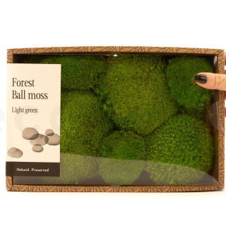 Ball Moss Preserved - Creabox M - Light Green