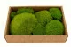 Musgo Bola preservado Light Green (Creabox M) 5
