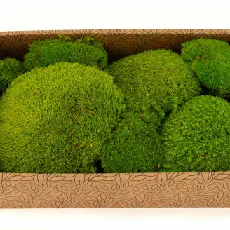 Mousse Boule Light Green stabilis&eacute;e (Creabox M)