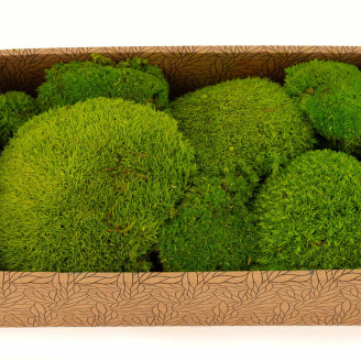 Muschio a sfera stabilizzato - Creabox M - Light Green
