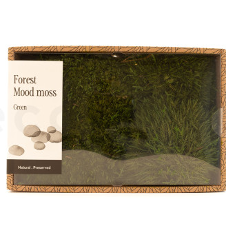 Mood Moss preservato - Creabox M - Nature Green