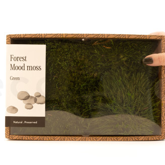 Mood Moss Preserved - Creabox M - Nature Green