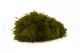 Konservierte Mood Moss Nature Green (Creabox M) 3