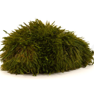 Mood Moss Pr&eacute;serv&eacute;e - Creabox M - Nature Green
