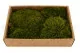 Mood Moss preservado Nature Green (Creabox M) 5