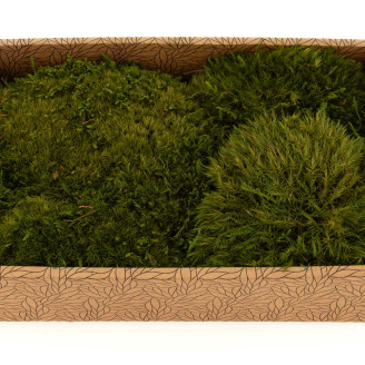 Mood Moss preservato - Creabox M - Nature Green
