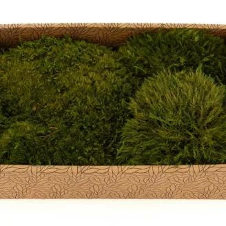 Preserved Mood Moss Nature Green (Creabox M)
