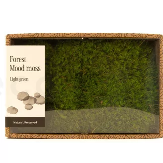 Mood Moss Light Green stabilis&eacute;e (Creabox M)