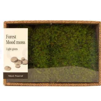 Mood Moss preservato - Creabox M - Light Green