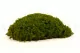 Mood Moss preservado Light Green (Creabox M) 3