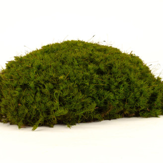 Mood Moss Preserved - Creabox M - Light Green