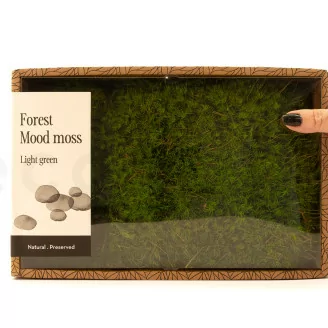 Mood Moss Light Green stabilis&eacute;e (Creabox M)