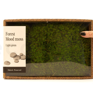 Mood Moss preservato - Creabox M - Light Green