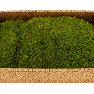 Mood Moss Light Green stabilis&eacute;e (Creabox M)