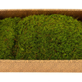 Mood Moss preservato - Creabox M - Light Green