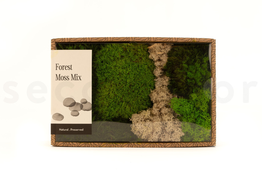 Moss Mix Preservado - Creabox M
