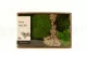Sortiment an Konservierter Moss (Creabox M) 2