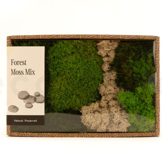 Preserved Moss Mix - Creabox M