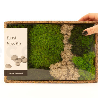 Moss Mix Preservado - Creabox M