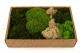 Assortimento di muschi stabilizzati stabilizzato (Creabox M) 5