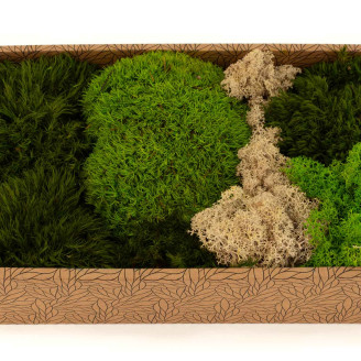 Moss Mix Preservado - Creabox M