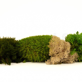 Moss Mix Stabilis&eacute; - Creabox M