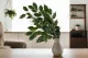 Ficus Exotica artificiale 1