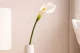 Calla artificiale Crema 1