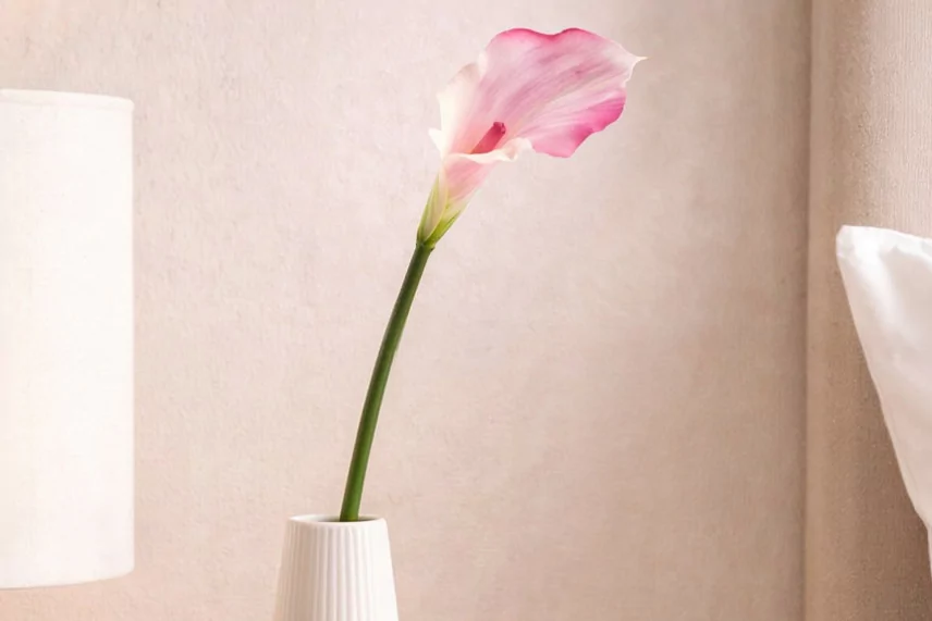 Calla artificiale Crema & Rosa
