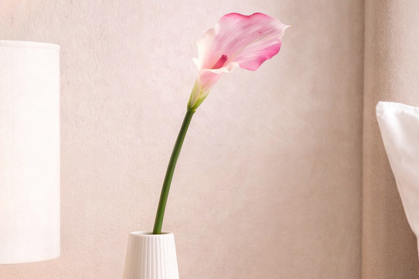 Calla Artificiale su stelo - Crema & Rosa