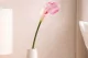 K&uuml;nstliche Calla Creme & Rosa 1