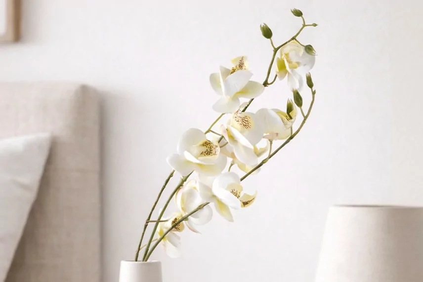 Artificial Orchid Cream
