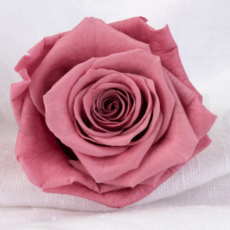 Rosa stabilizzata Verdissimo XL - Scatola da 5 - Cherry Vintage