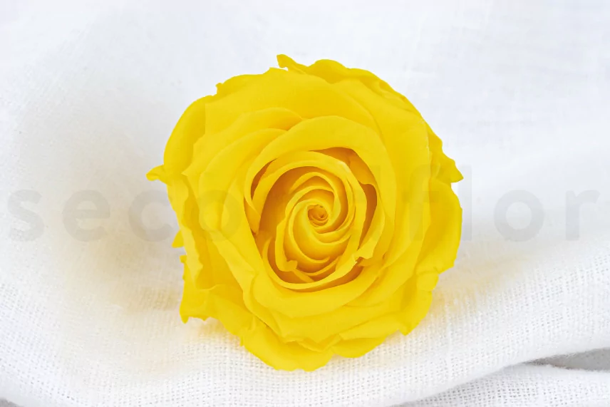 Rosa preservada Verdissimo L - Caja de 6 - Bright Yellow
