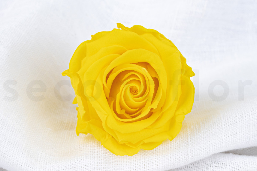 Stabilized rose Verdissimo L - Box of 6 - Bright Yellow
