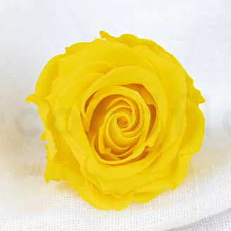 Konservierte Rose L Hellgelb (x6)
