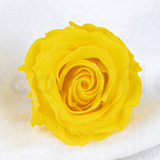 Rose stabilis&eacute;e Verdissimo L - Bo&icirc;te de 6 - Bright Yellow
