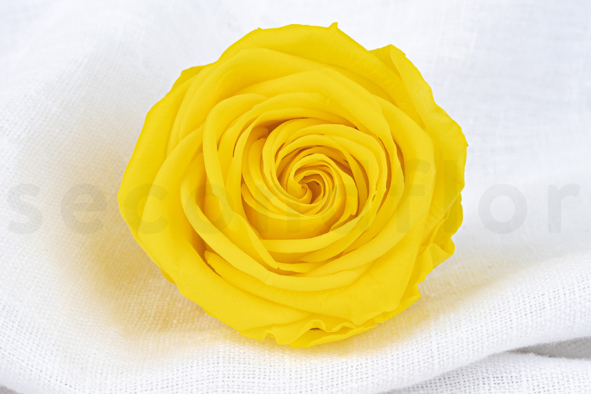 Preserved rose Verdissimo XL - Box of 5 - Bright Yellow