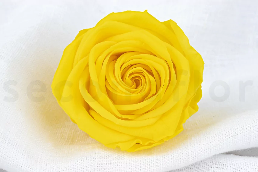 Preserved rose Verdissimo XL - Box of 5 - Bright Yellow