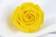 Rose stabilis&eacute;e XL Jaune Clair (x5) 1