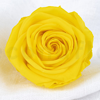 Konservierte Rose Verdissimo XL - Verpackung 5 St. - Bright Yellow