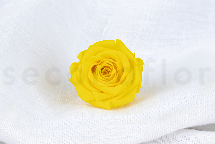 Rosa preservata Verdissimo M - Scatola da 12 - Bright Yellow