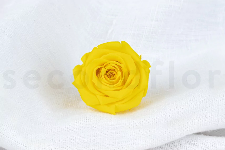 Rose stabilis&eacute;e M Jaune Clair (x12)