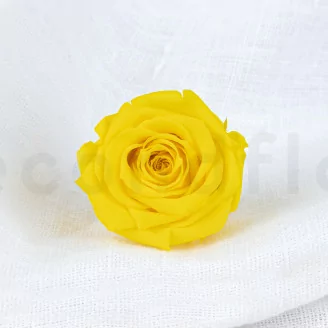 Konservierte Rose M Hellgelb (x12)