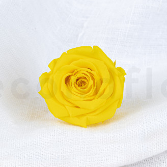 Rosa stabilizzata Verdissimo M - Scatola da 12 - Bright Yellow