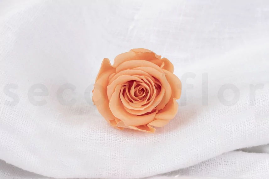 Konservierte Rose Verdissimo M - Verpackung 12 St. - Peach