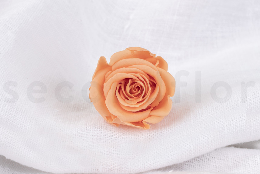 Rosa stabilizzata Verdissimo M - Scatola da 12 - Peach