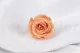 Rosa stabilizzata M Pesca (x12) 1