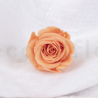 Preserved rose Verdissimo M - Box of 12 - Peach
