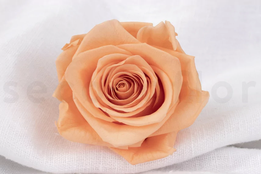 Rosa stabilizzata Verdissimo XL - Scatola da 5 - Peach